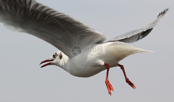 飞行海鸥宠物自由水鸟羽毛海鸟行动荒野白色翅膀野生动物图片