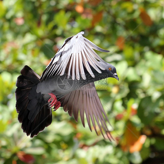 自然飞鸽子宠物飞行动物野外动物巢鸟行动自由天空羽毛象征图片