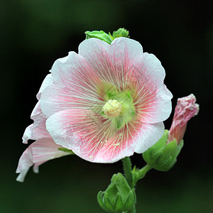 美丽的霍利霍克花朵或白喉蜀葵植物草本植物生长快乐花园叶子场地农业绿色图片