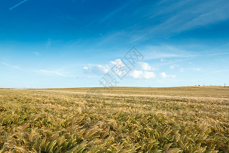 带云的黄金小麦田图片