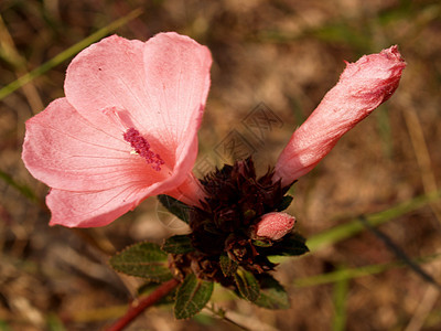 选择各种彩色花朵的自然性质百合花瓣兰花菊花雏菊宇宙收藏大丽花团体橙子图片