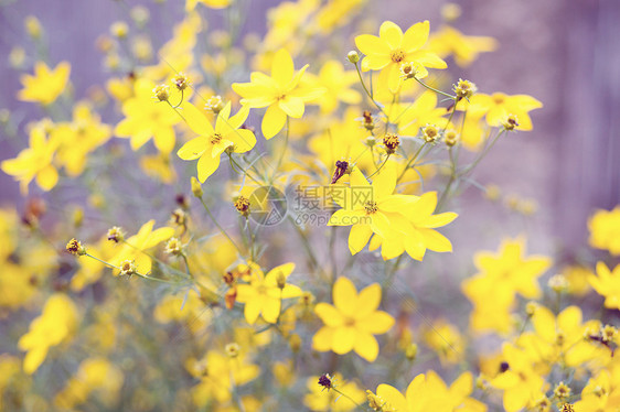 花园中的春花 浅角花朵季节植物花瓣粉色植物学植物群图片