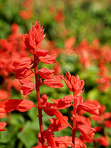 选择各种彩色花朵的自然性质团体大丽花菊花收藏植物百合玫瑰牵牛花鸢尾花植物学图片