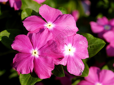 选择各种彩色花朵的自然性质鸢尾花紫色收藏团体兰花宏观植物雏菊大丽花百合图片