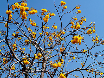 选择各种彩色花朵的自然性质团体百合牵牛花玫瑰雏菊花瓣宇宙兰花宏观紫色图片