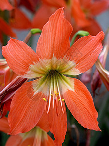 选择各种彩色花朵的自然性质收藏雏菊植物团体百合玫瑰兰花牵牛花紫色菊花图片
