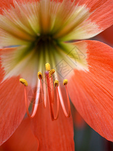 选择各种彩色花朵的自然性质百合橙子菊花兰花鸢尾花雏菊花瓣牵牛花紫色收藏图片