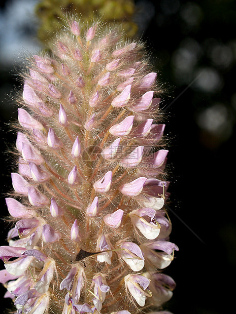 选择各种彩色花朵的自然性质宏观植物学鸢尾花团体雏菊玫瑰大丽花紫色花瓣百合图片