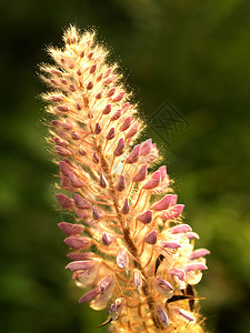 选择各种彩色花朵的自然性质百合鸢尾花玫瑰宏观植物学花瓣宇宙兰花菊花植物图片