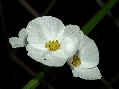 选择各种彩色花朵的自然性质大丽花鸢尾花雏菊植物兰花团体宏观宇宙收藏花瓣图片