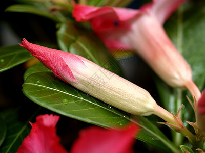 选择各种彩色花朵的自然性质兰花团体百合收藏橙子花瓣玫瑰植物宇宙雏菊图片