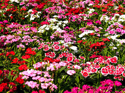 选择各种彩色花朵的自然性质菊花团体花瓣大丽花紫色百合植物学鸢尾花植物雏菊图片