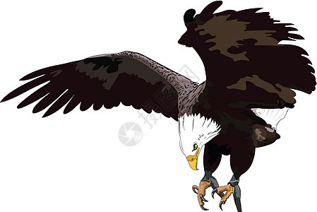 金鹰羽毛野生动物爪子飞行捕食者攻击力量翅膀动物眼睛图片
