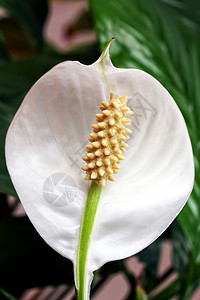 春花花花园花瓣季节性郁金香红色白色桌子明信片植物群女士图片