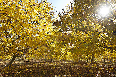 秋林单车秋叶落叶风景水平摄影阳光树木植物乔木图片