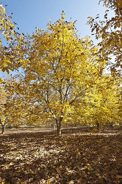 秋林阳光落叶黄色场景环境摄影森林风景植物水平图片
