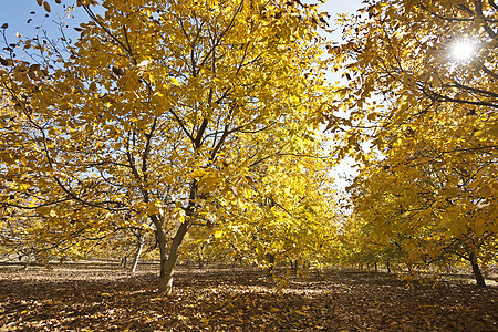 秋林水平红色场景摄影落叶秋叶黄色风景植物榉木图片
