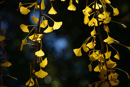 Ginkgo 叶子黄色花园植物扇子图片