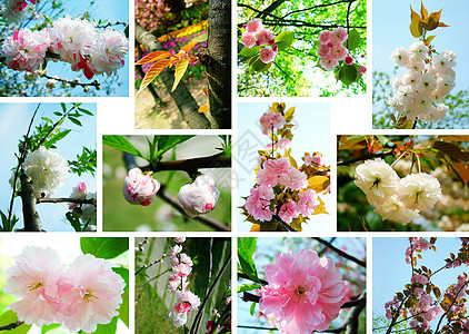 樱花拼贴画图片
