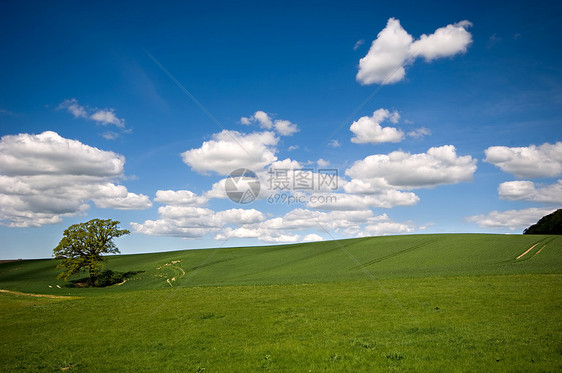 山上树木远景牧场地平线农村风景蓝色农田生长场景天空图片