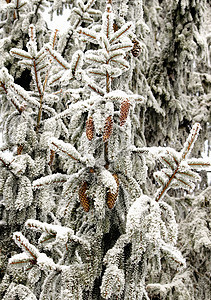 冰雪覆盖的纤维枝图片