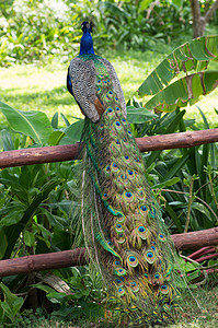孔雀展览水平野鸡跳舞仪式尾巴活力羽毛绿色男性图片