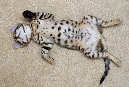 小猫睡觉家畜猫咪纯种猫猫科宠物条纹动物睡眠图片