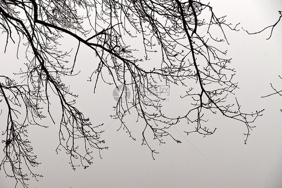 雾日保护区木头黄金时段植物群湿度自然保护区薄雾溪流风湿病图片