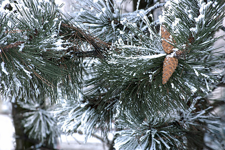 松树枝上的冻结和冰冻图片