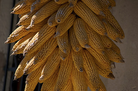 金色干土生态 玉米收成植物农场黄色食物收获农业谷物生产麦田生长图片