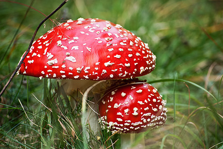 草丛中有毒蘑菇图片