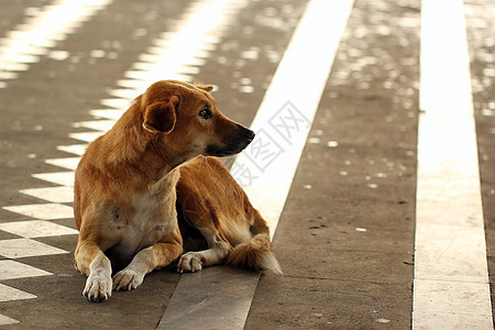 无家可归和饥饿的狗被遗弃在街上街道动物猫咪流浪汉宠物朋友好奇心哺乳动物孤独家庭图片