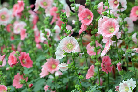 美丽的荷丽霍克花朵或白经花生活叶子农业花束植物花园生长植物学绿色快乐图片