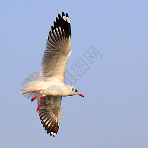 飞行海鸥海滩天空阳光野外动物翅膀自由动物水鸟海鸟行动图片