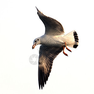 白色孤立的飞行海鸥图片