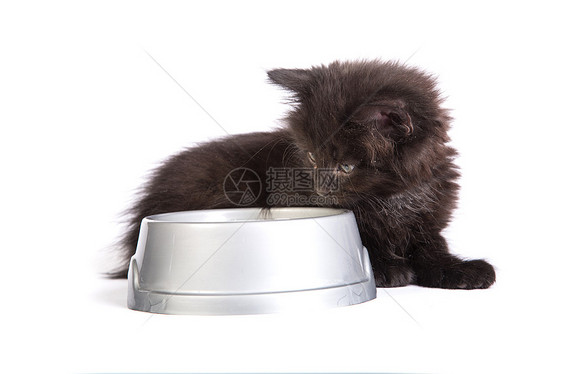 黑小黑猫在白色背景下吃猫食蓝色爪子好奇心饮食宠物动物牛奶营养胡须猫咪图片