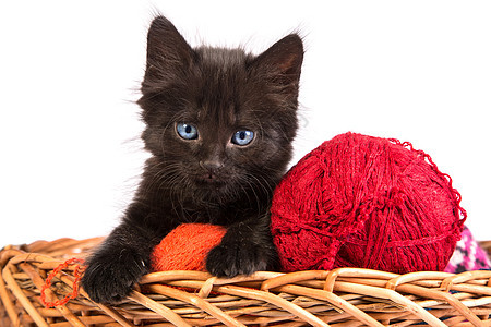 黑小黑猫玩着红色的白底线球哺乳动物宠物婴儿好奇心爪子动物兽医生活新生玩具图片