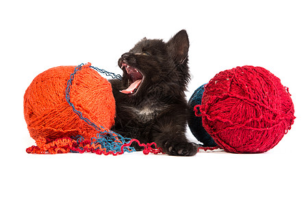 黑小黑猫玩着红色的白底线球动物头发尾巴猫科动物胡须玩具好奇心新生细绳毛皮图片