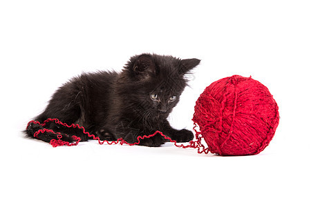 黑小黑猫玩着红色的白底线球乐趣细绳头发宠物生活婴儿猫咪玩具胡须好奇心图片