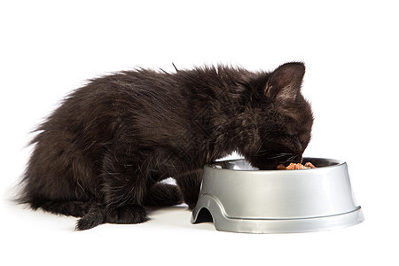 黑小黑猫在白色背景下吃猫食食物眼睛好奇心动物晶须乐趣婴儿饮食爪子尾巴图片