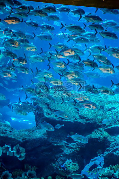 珊瑚礁上的水族馆热带鱼类海绵荒野居住环礁架子野生动物生活潜水海洋呼吸管图片