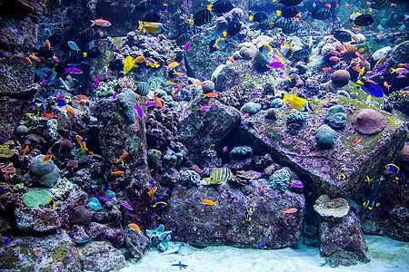 珊瑚礁上的水族馆热带鱼类环礁异国情调花园太阳光殖民地荒野生活购物中心珊瑚图片