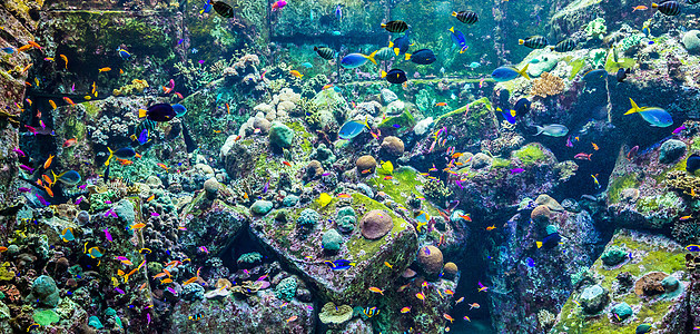 珊瑚礁上的水族馆热带鱼类息肉异国殖民地环礁荒野花园太阳光海绵野生动物珊瑚图片