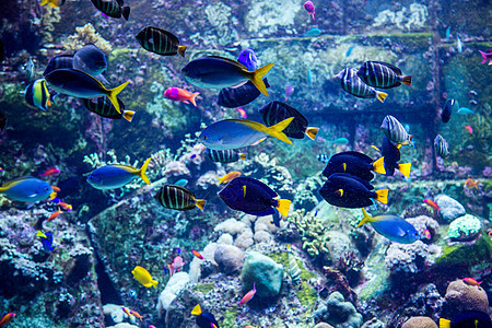 珊瑚礁上的水族馆热带鱼类荒野野生动物花园珊瑚太阳光环礁息肉居住潜水架子图片