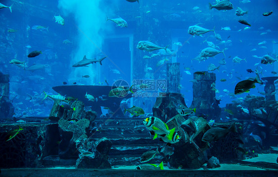 鱼 珊瑚礁上的水族馆热带鱼类花园浅滩鲨鱼生活潜水太阳光荒野殖民地学校息肉图片