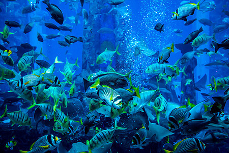 珊瑚礁上的水族馆热带鱼类海洋情调架子浅滩荒野太阳光购物中心花园居住海绵图片
