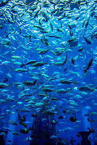 珊瑚礁上的水族馆热带鱼类太阳光情调海绵荒野花园海洋架子呼吸管学校购物中心图片