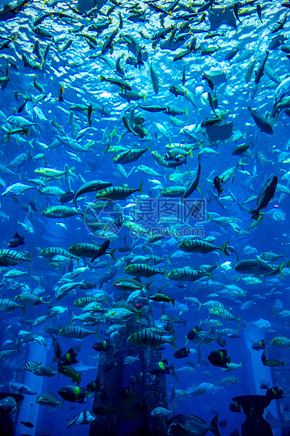 珊瑚礁上的水族馆热带鱼类太阳光情调海绵荒野花园海洋架子呼吸管学校购物中心图片