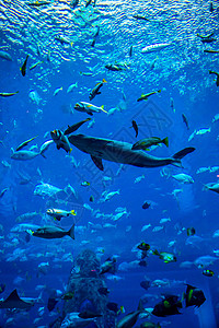 珊瑚礁上的水族馆热带鱼类生活荒野珊瑚鲨鱼学校呼吸管购物中心海洋浅滩潜水图片