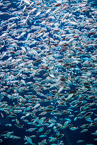珊瑚礁上的水族馆热带鱼类生活环礁太阳光野生动物花园息肉架子荒野浅滩珊瑚图片